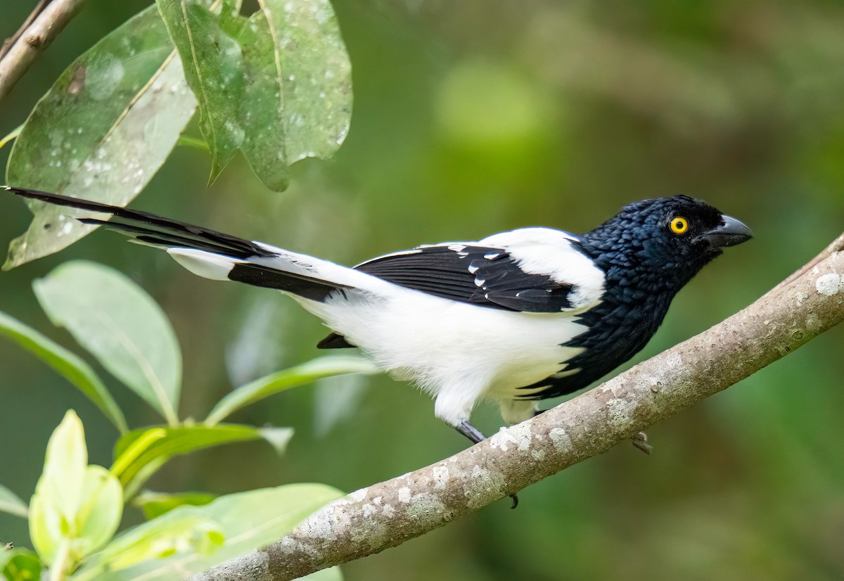 Magpie Tanager - ML647772904