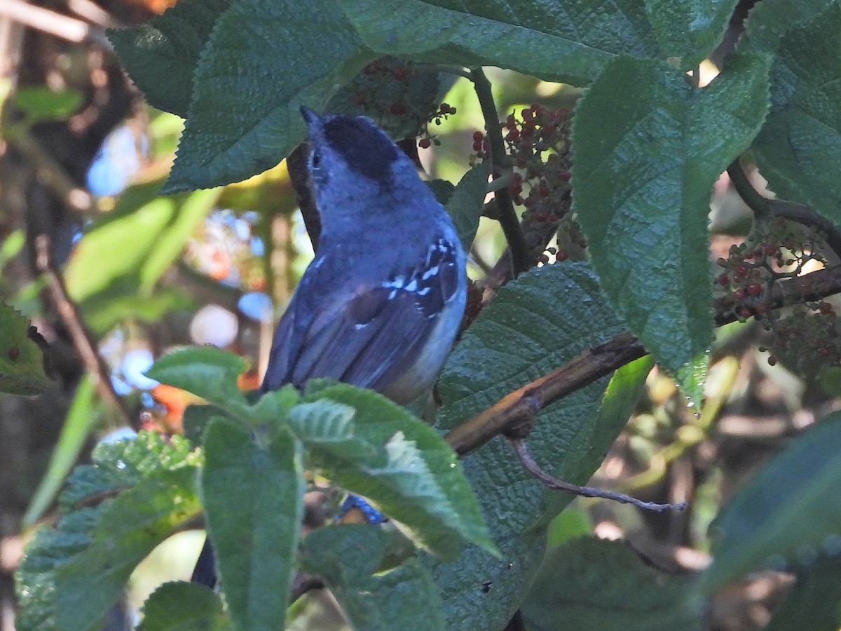 Variable Antshrike - ML647772922