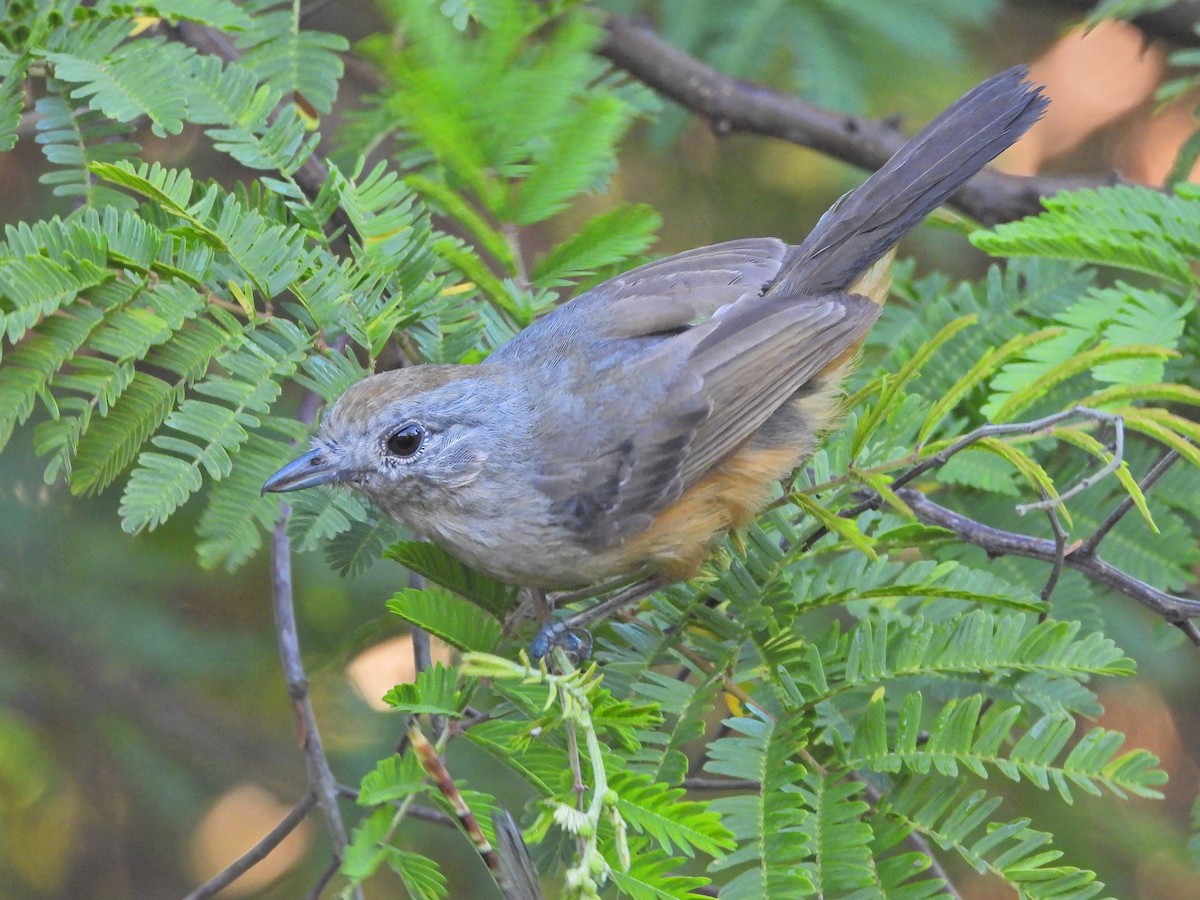 Variable Antshrike - ML647772926