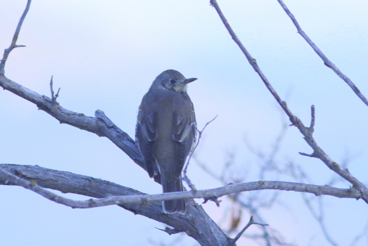 Grive draine - ML647772942