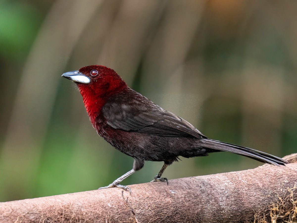 Silver-beaked Tanager - ML647772946