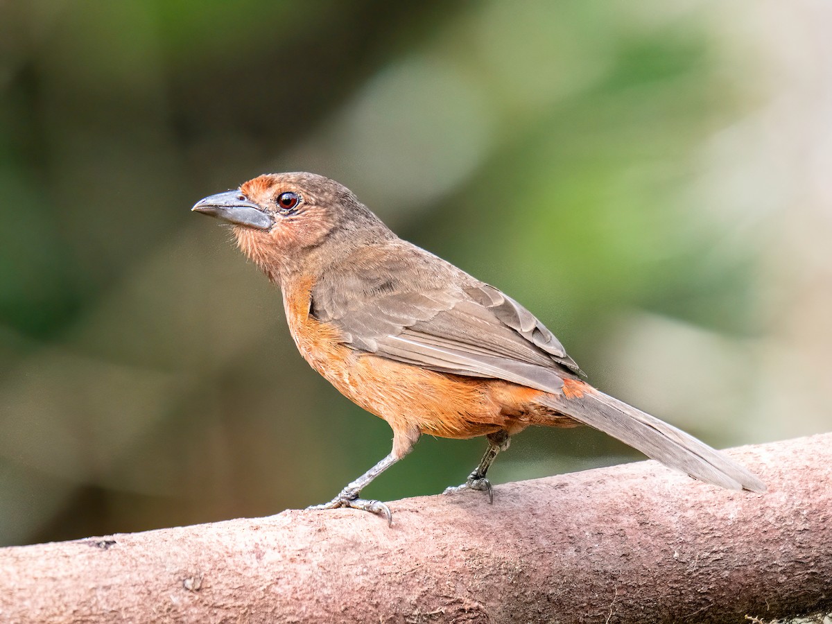 Silver-beaked Tanager - ML647772947