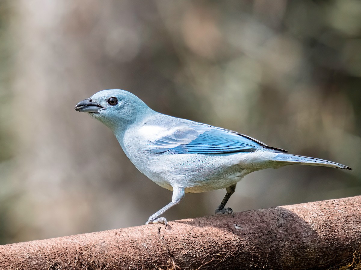 Blue-gray Tanager - ML647772963