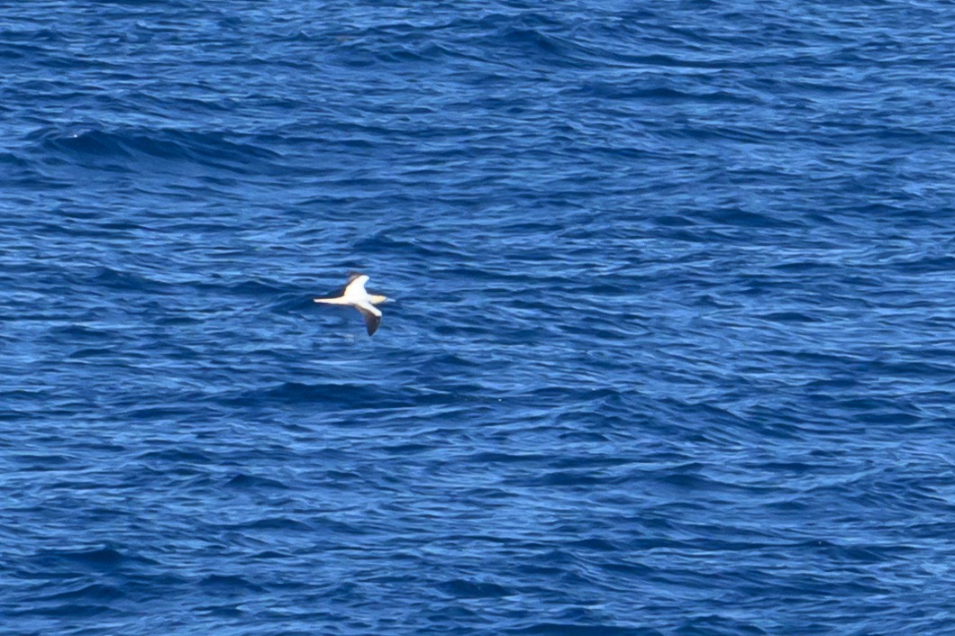 Red-footed Booby - ML647772974