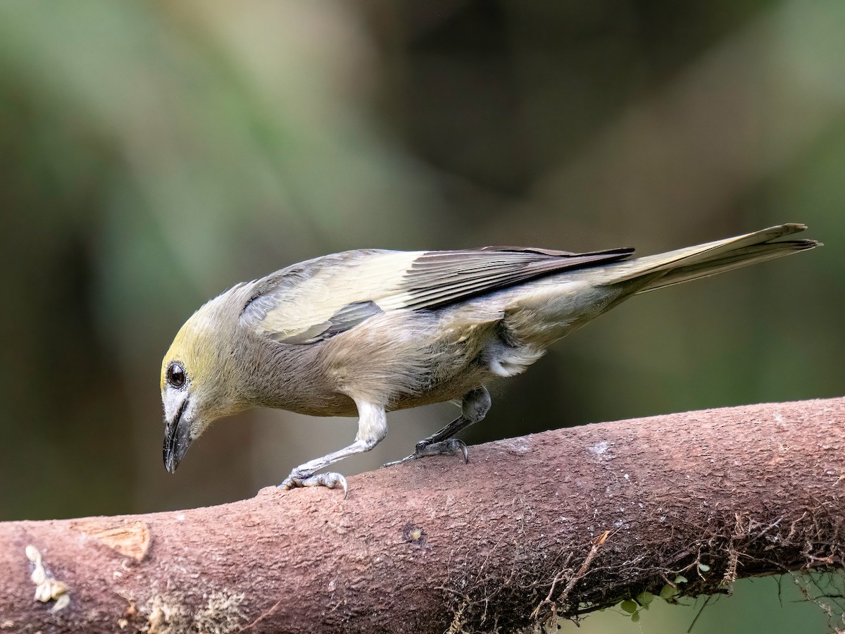 Palm Tanager - ML647772982