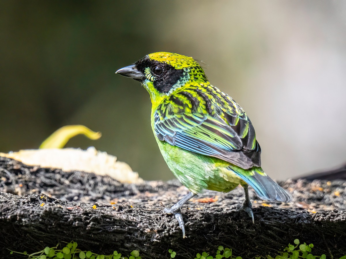 Green-and-gold Tanager - ML647772992
