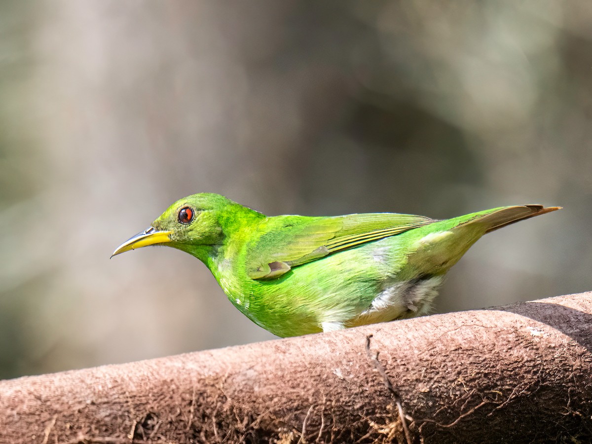Green Honeycreeper - ML647772995