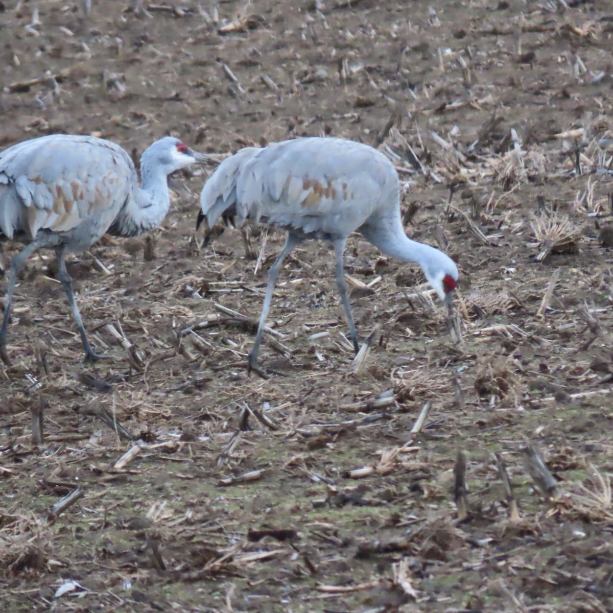 Sandhill Crane - ML647773005