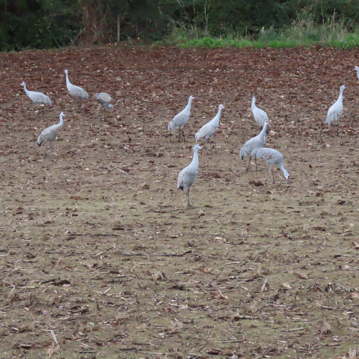 Sandhill Crane - ML647773006