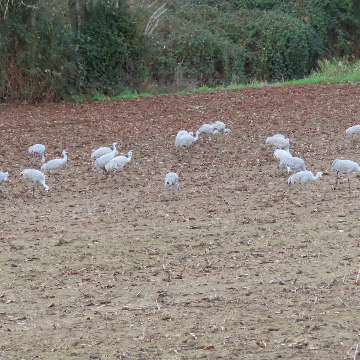 Sandhill Crane - ML647773009