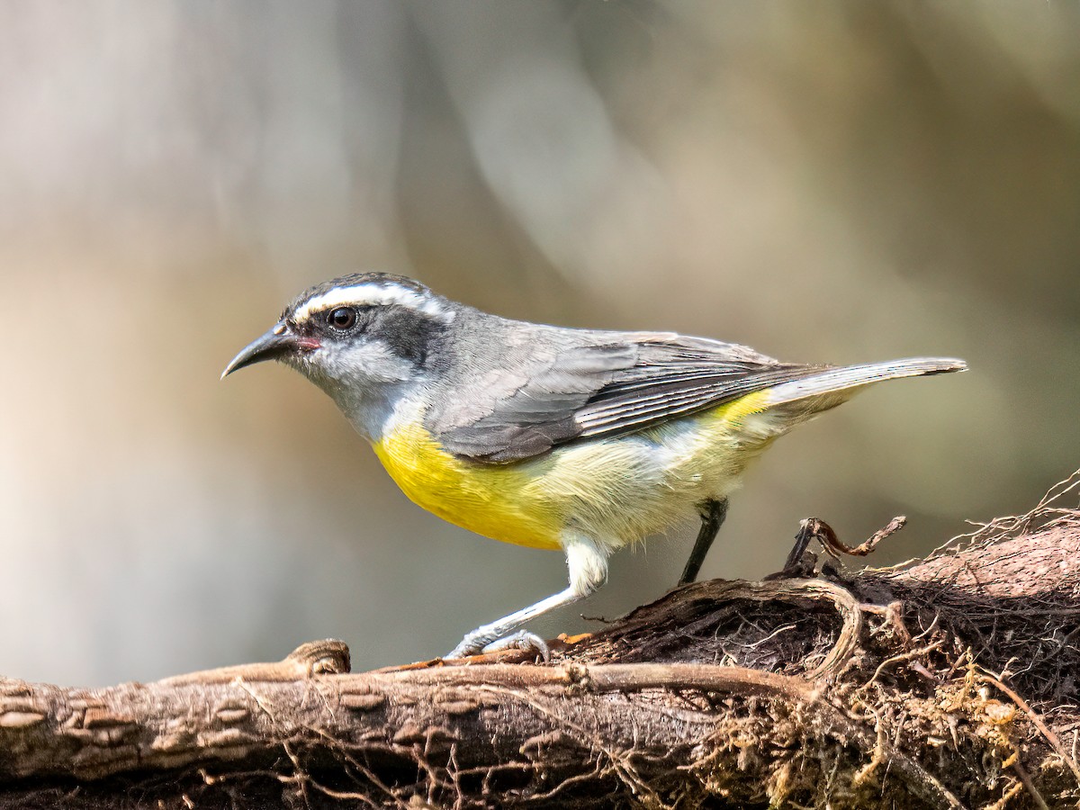 Bananaquit - ML647773012
