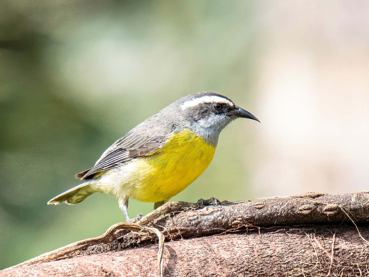 Bananaquit - ML647773013