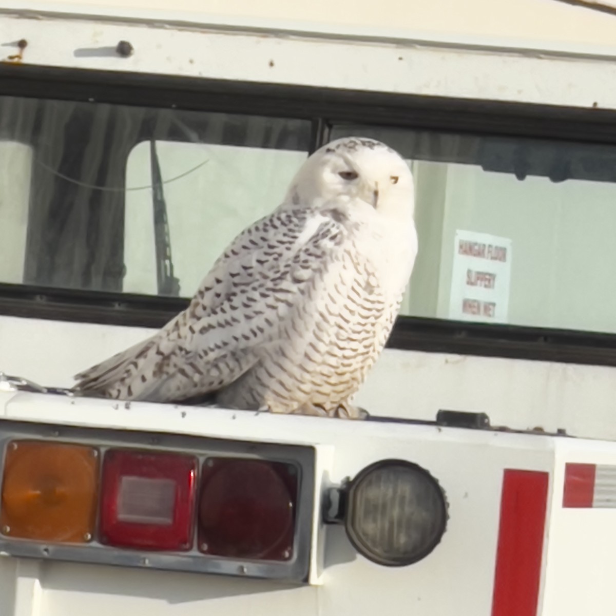 Snowy Owl - ML647773016
