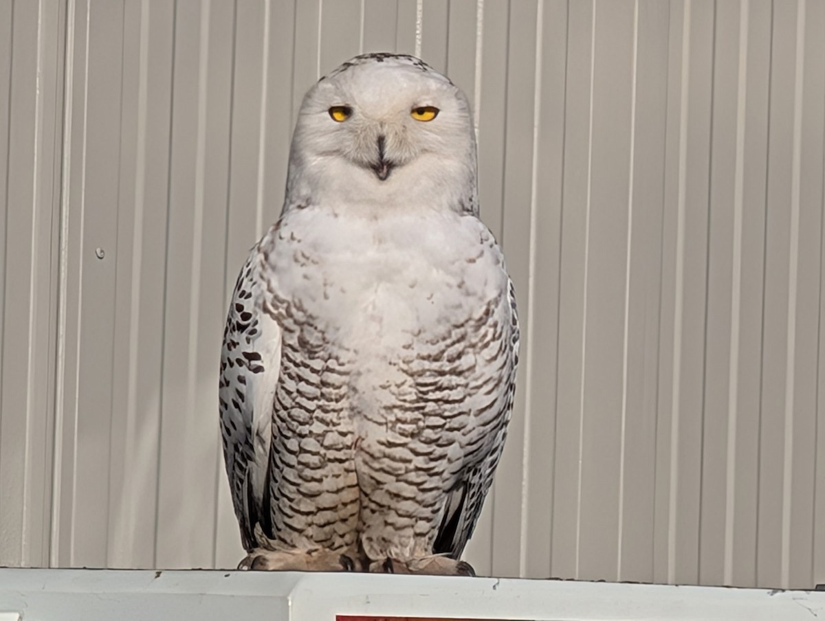 Snowy Owl - ML647773017