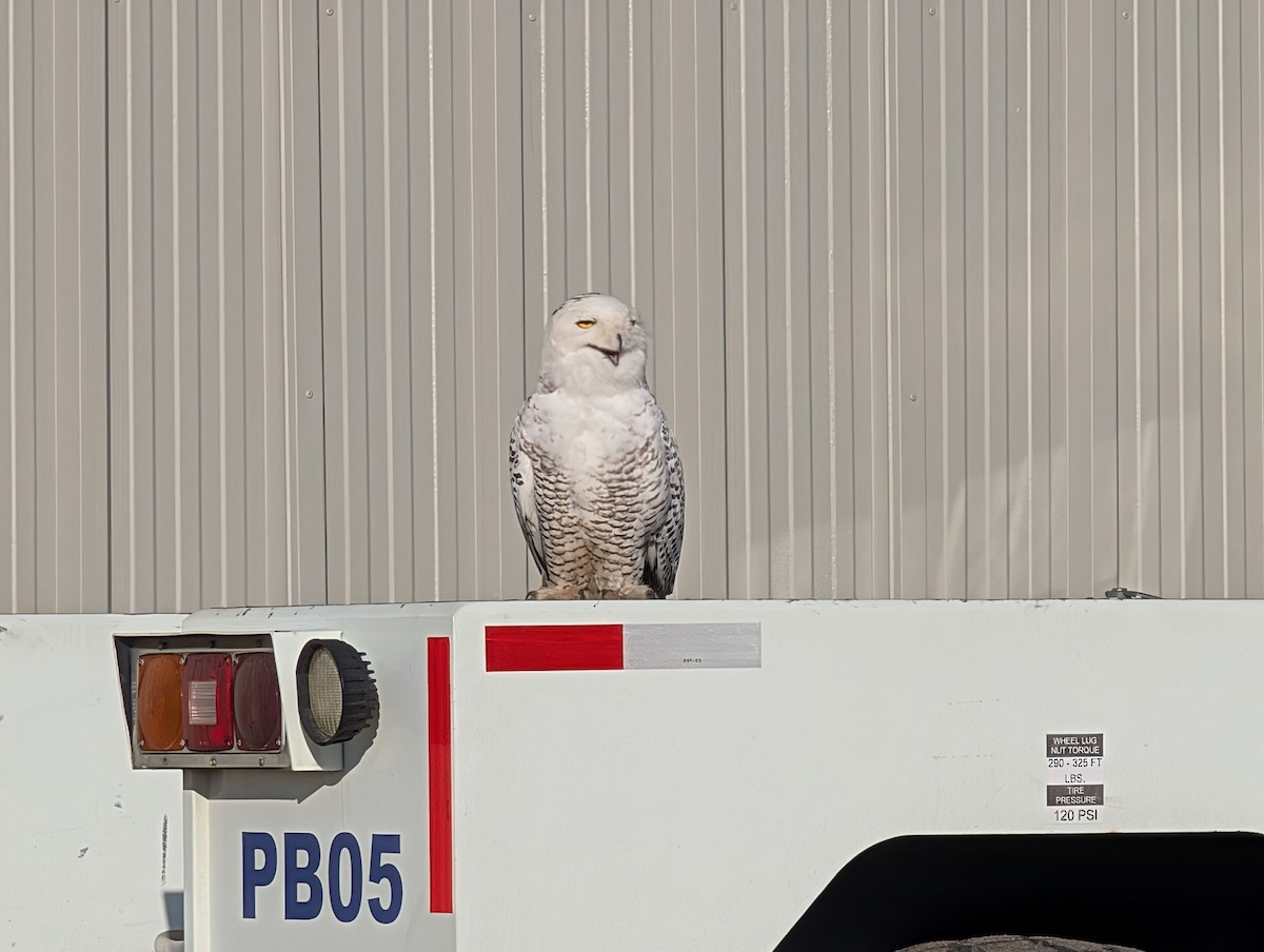 Snowy Owl - ML647773018