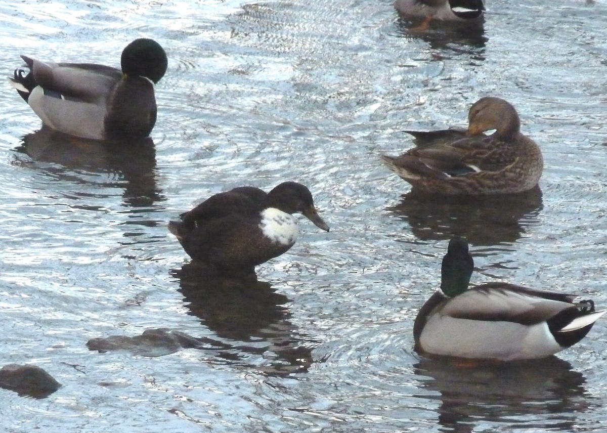 duck sp. - ML647773024