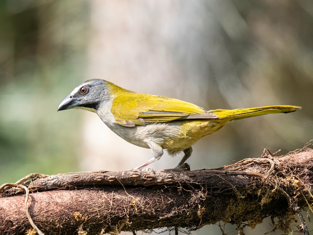 Buff-throated Saltator - ML647773028