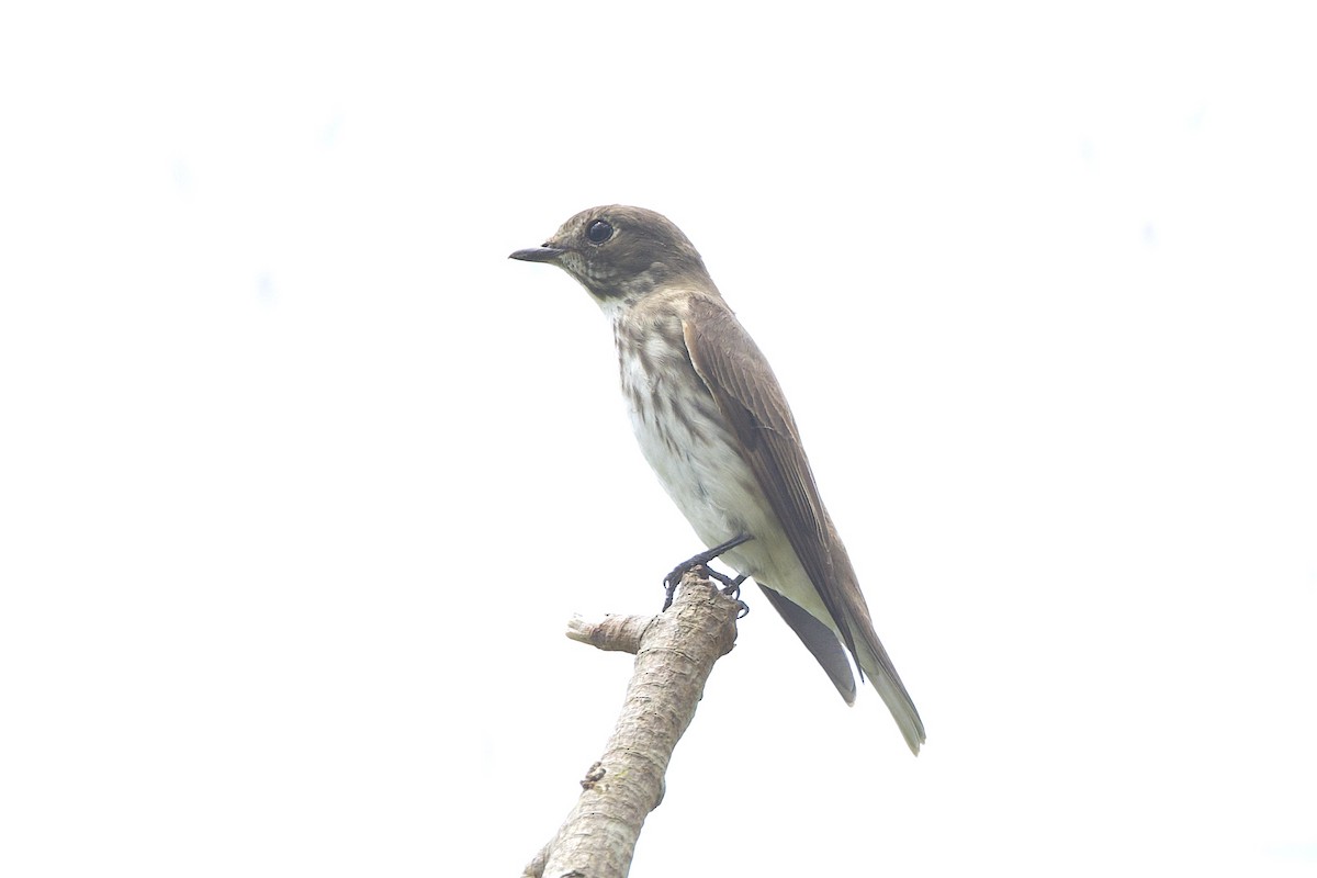 Gray-streaked Flycatcher - ML647773029