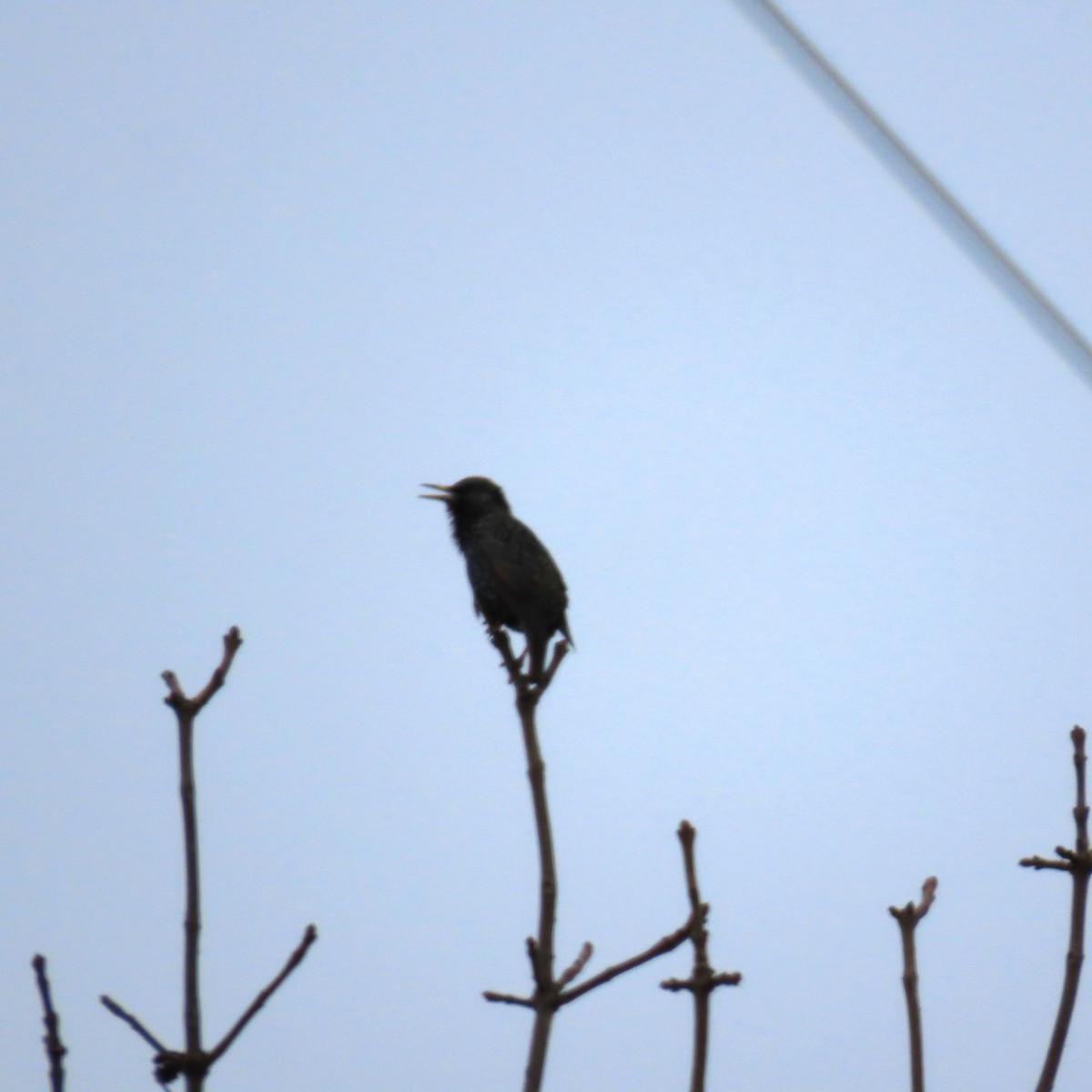 European Starling - ML647773030