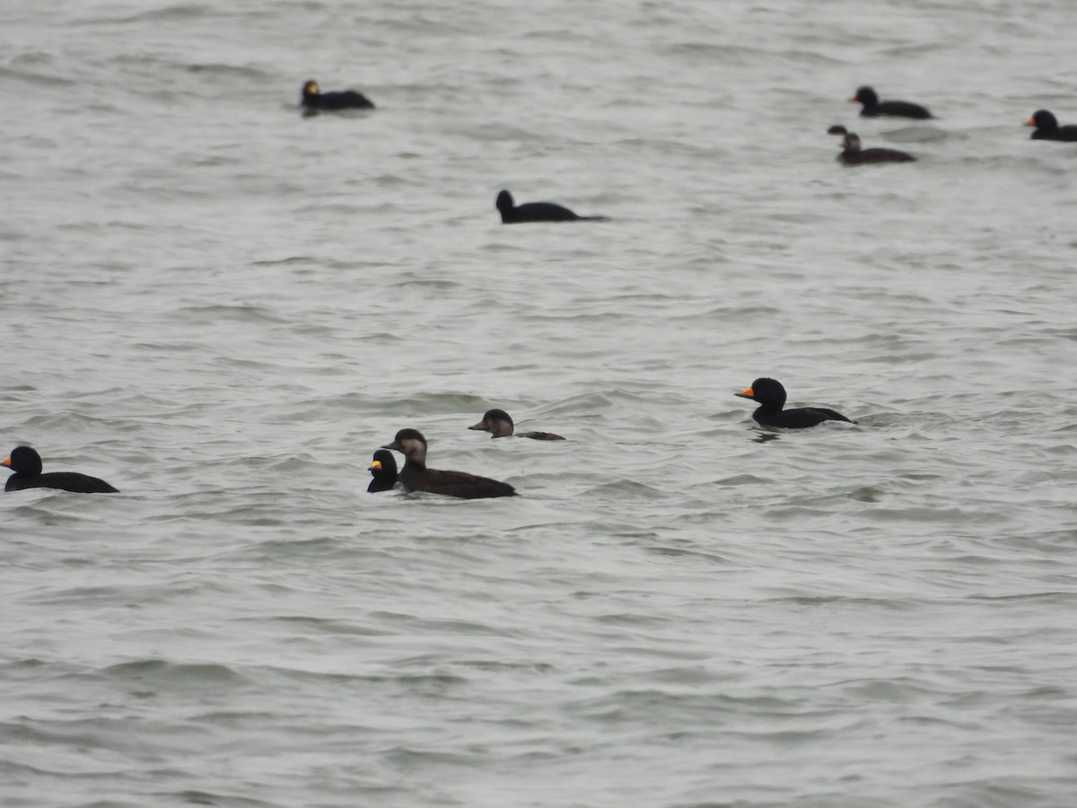 Black Scoter - ML647773031