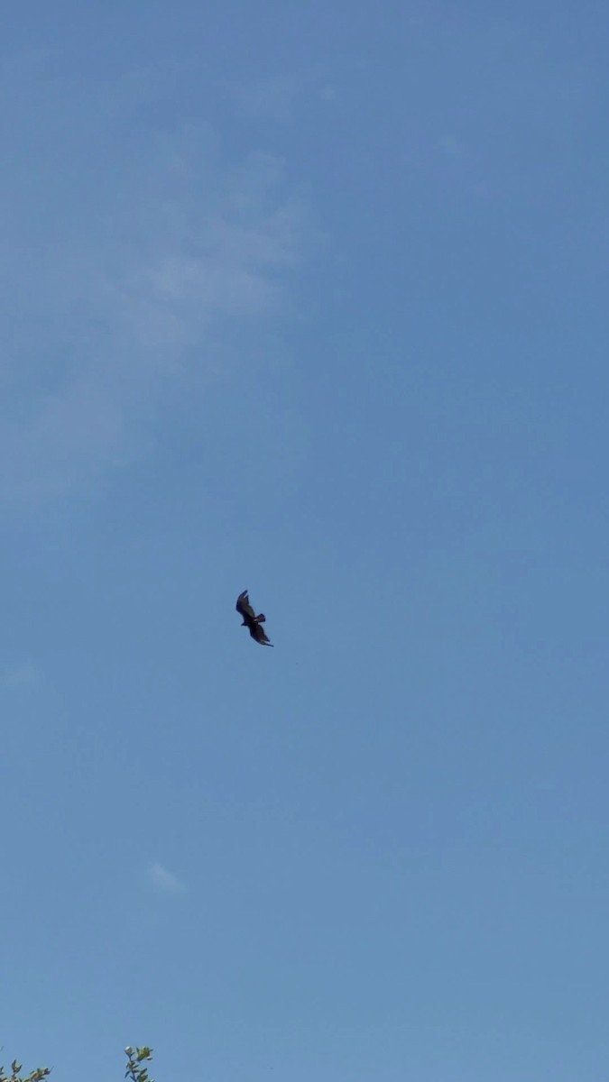 Turkey Vulture - ML647773032