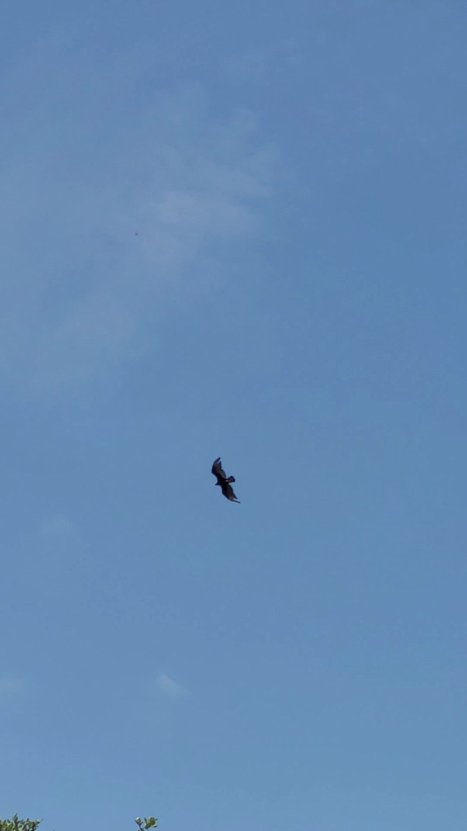 Turkey Vulture - ML647773033