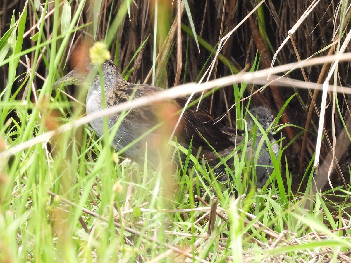 Ash-throated Crake - ML647773034