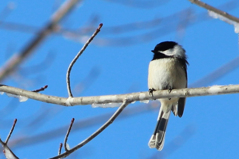 Black-capped Chickadee - ML647773035