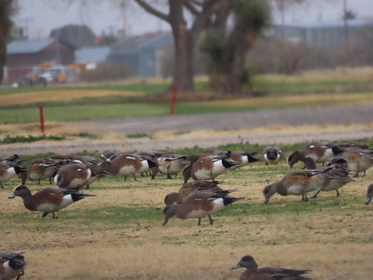 American Wigeon - ML647773036