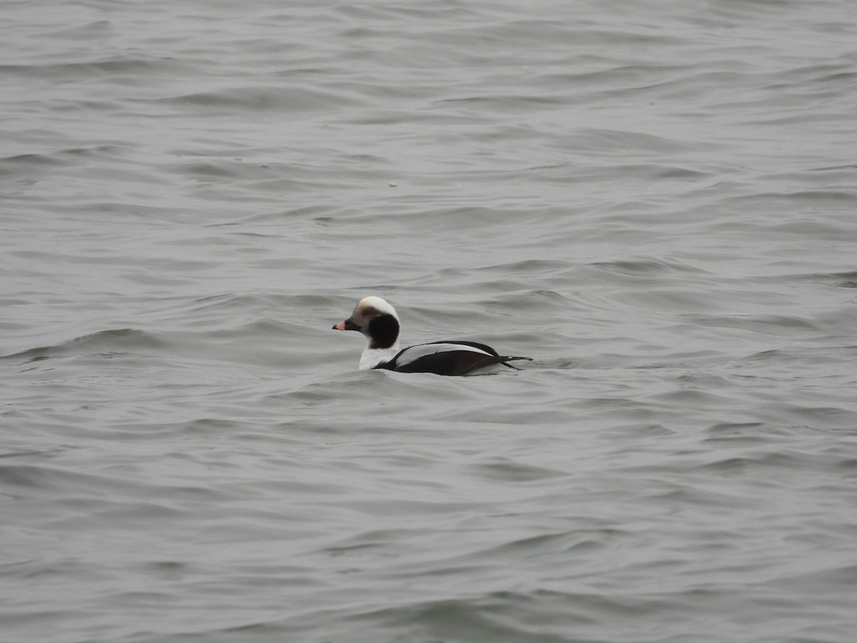 Long-tailed Duck - ML647773037