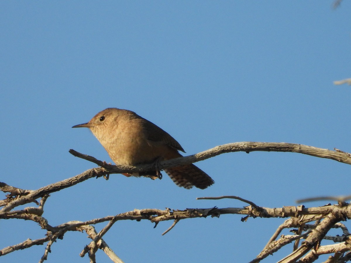 Southern House Wren - ML647773039