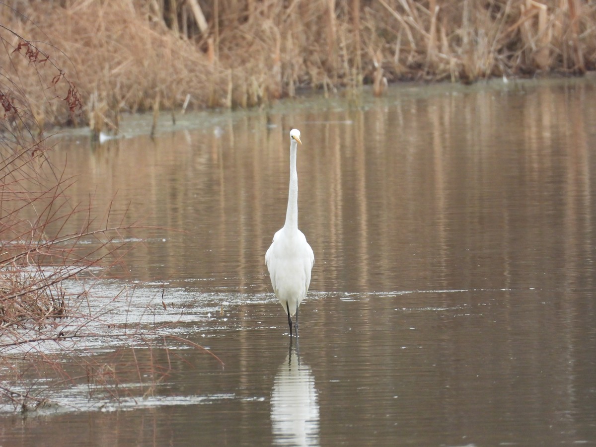 Great Egret - ML647773040
