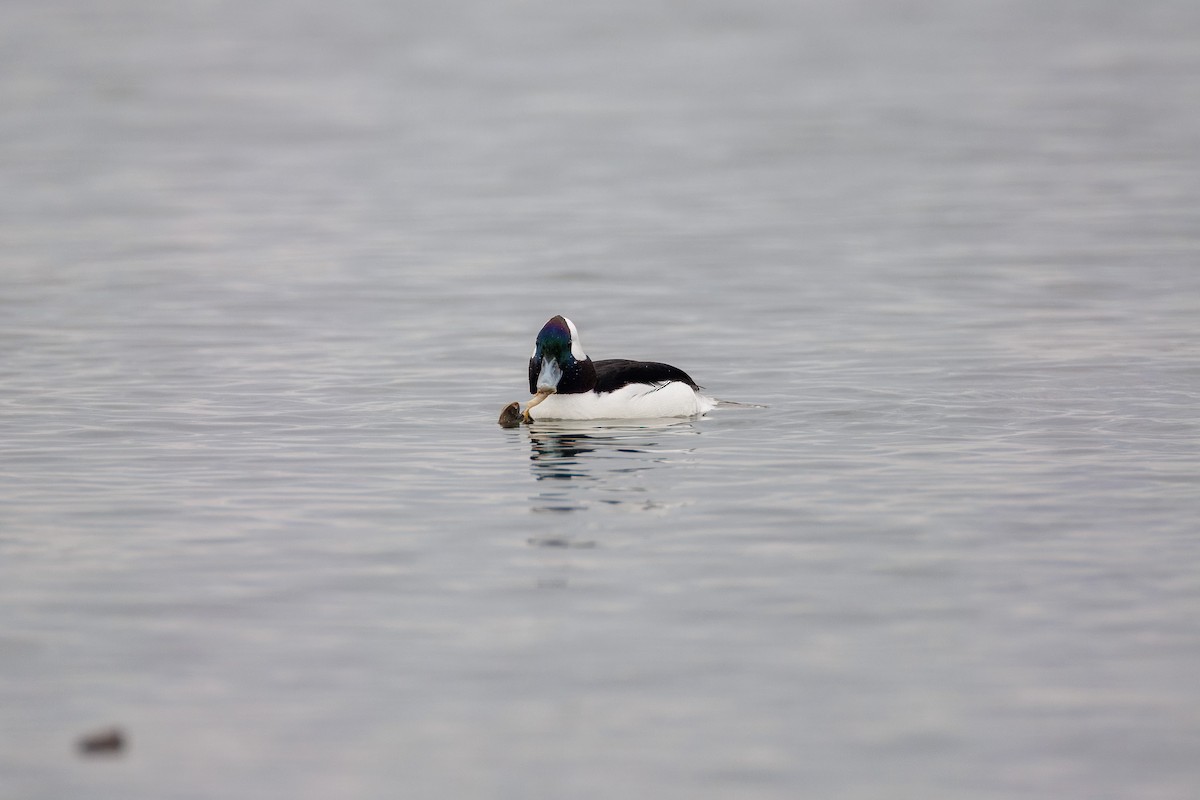Bufflehead - ML647773041