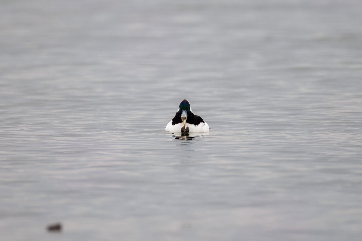 Bufflehead - ML647773042