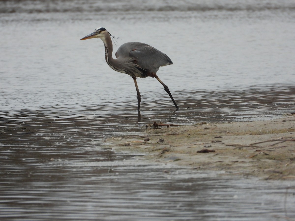 Great Blue Heron - ML647773043