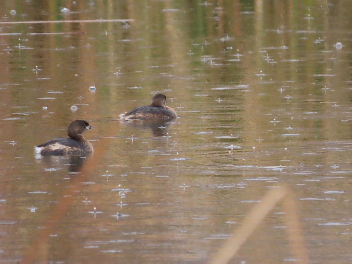 Pied-billed Grebe - ML647773045