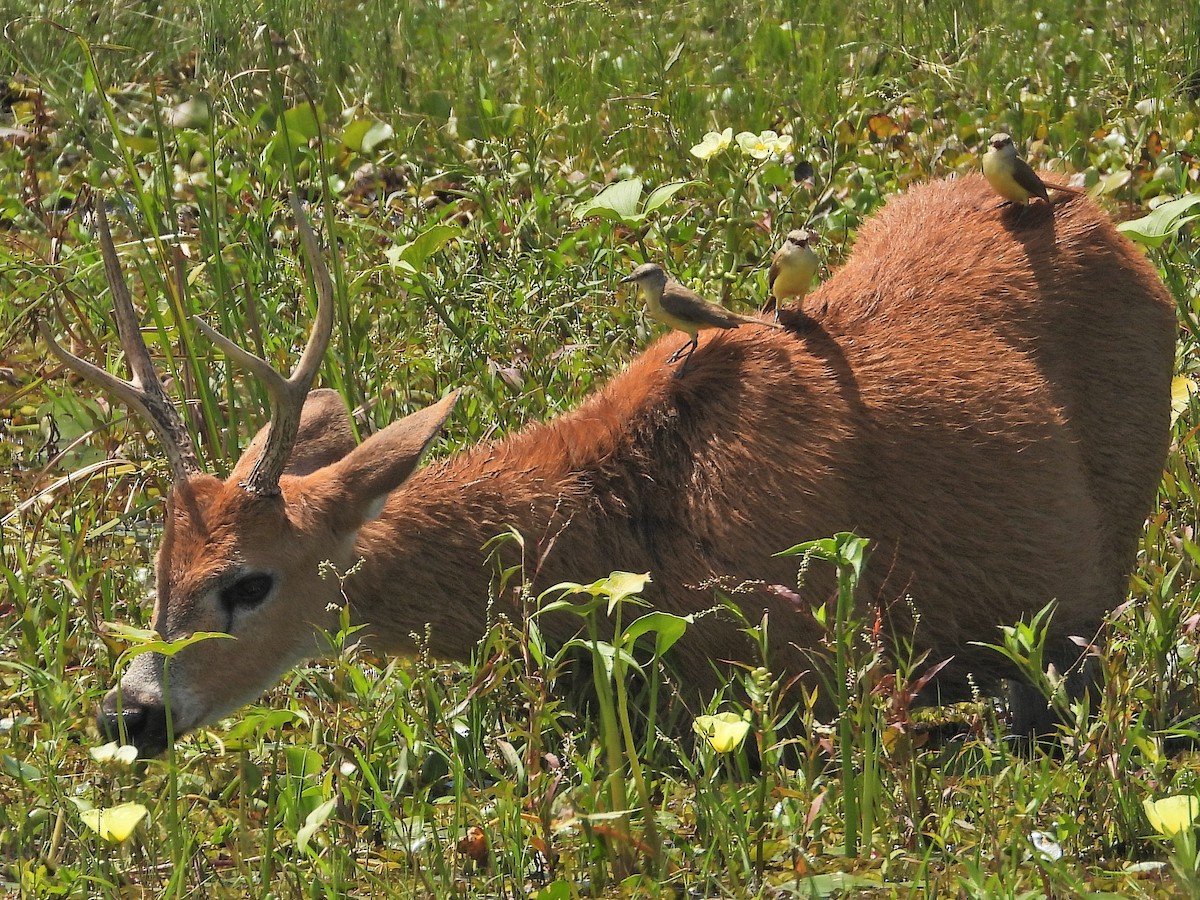 Cattle Tyrant - ML647773046