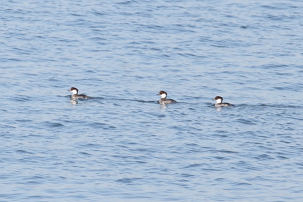 Smew - ML647773047