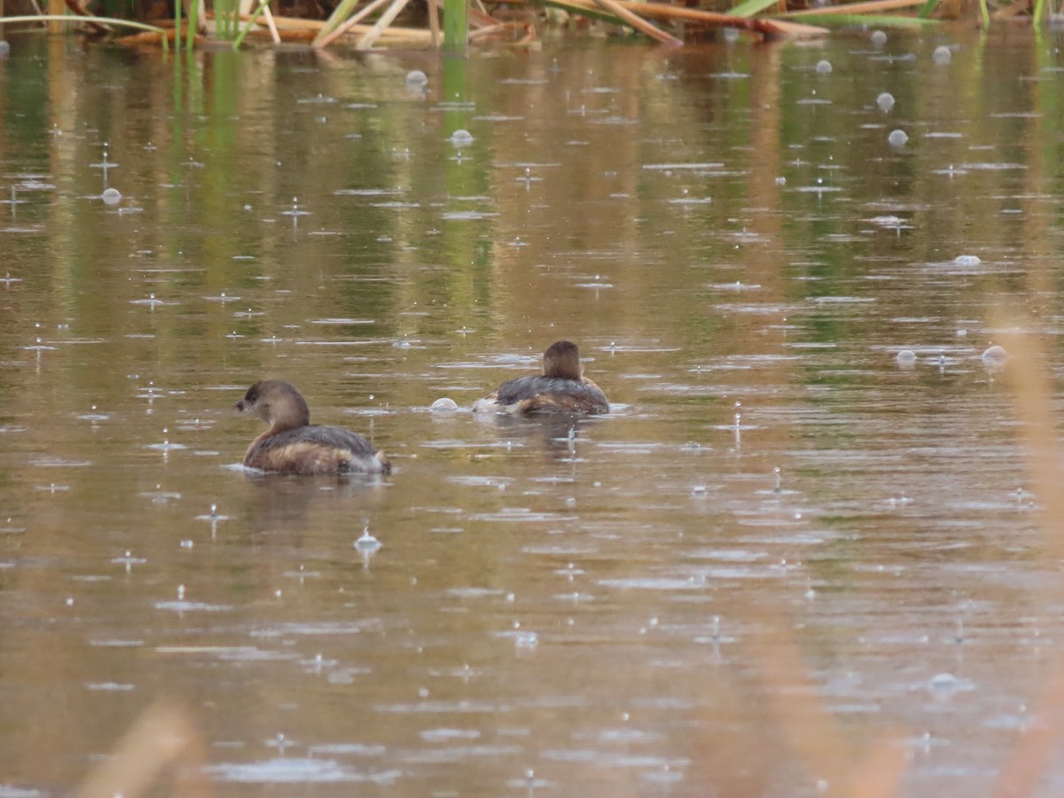 Pied-billed Grebe - ML647773048