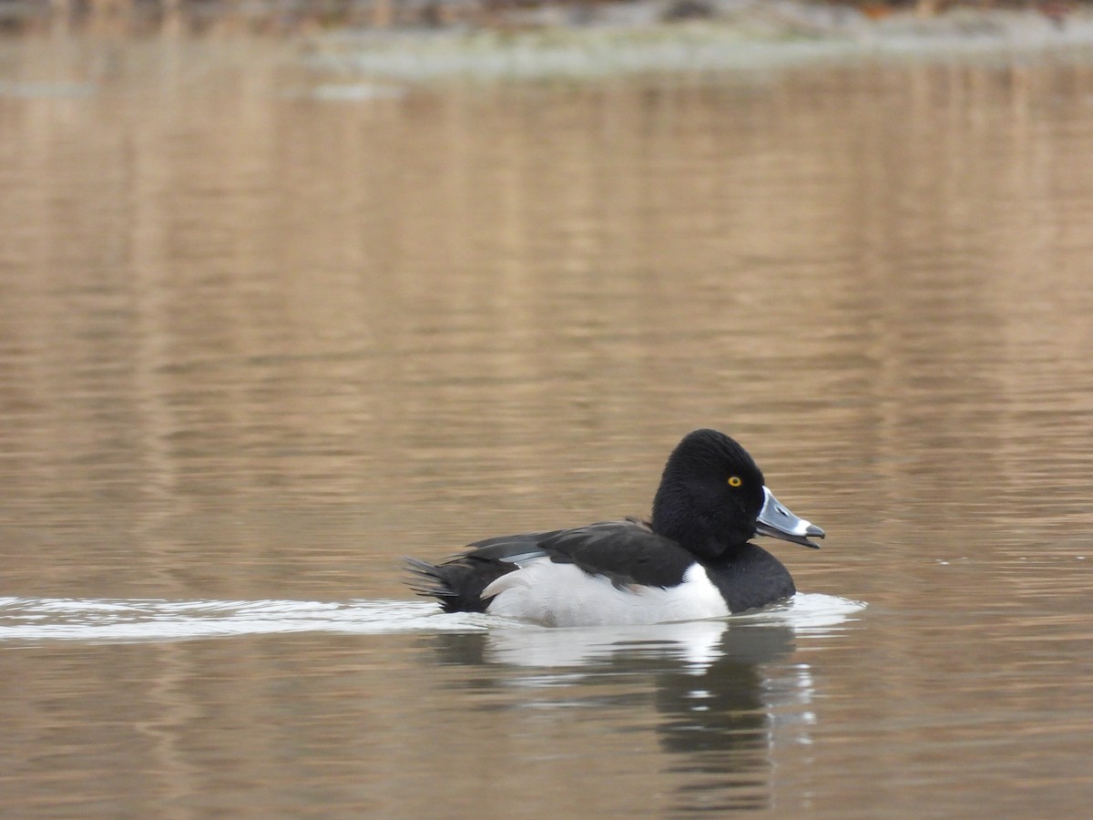 Ring-necked Duck - ML647773051