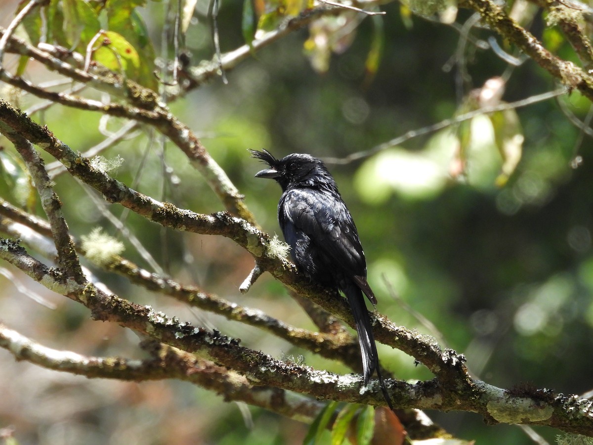 Crested Drongo - ML647773052