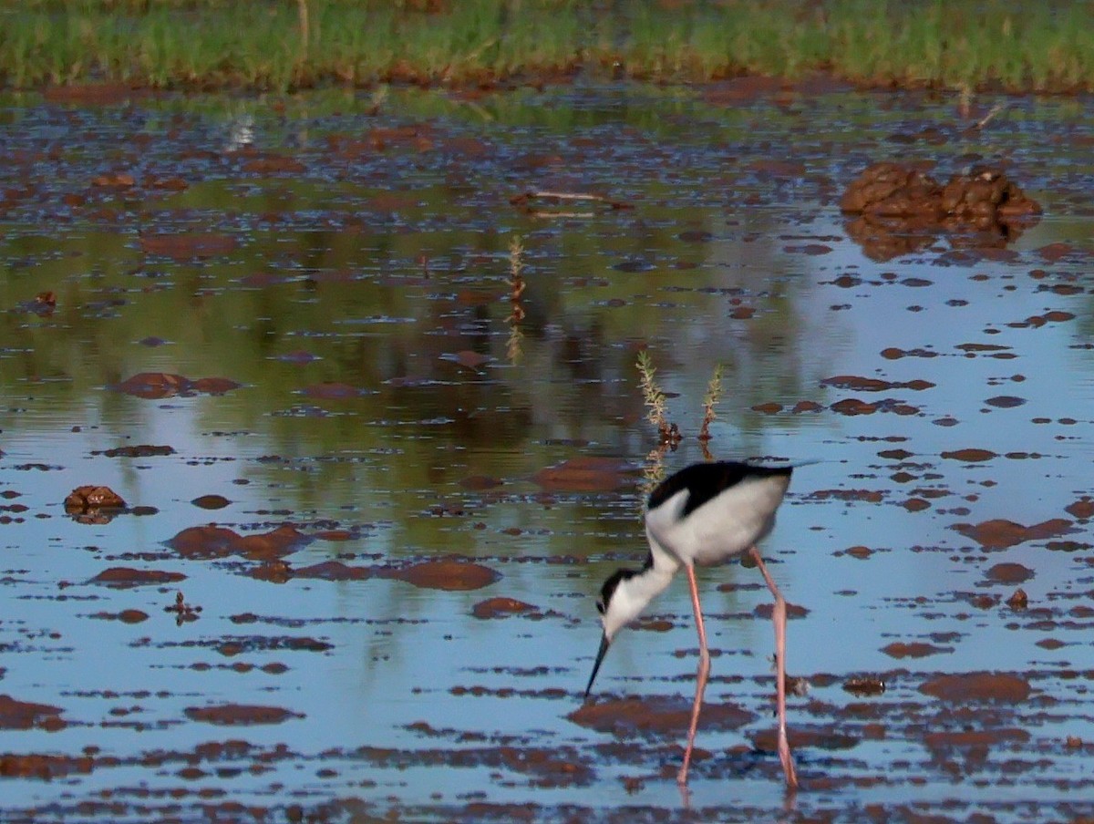 Black-necked Stilt - ML647773053