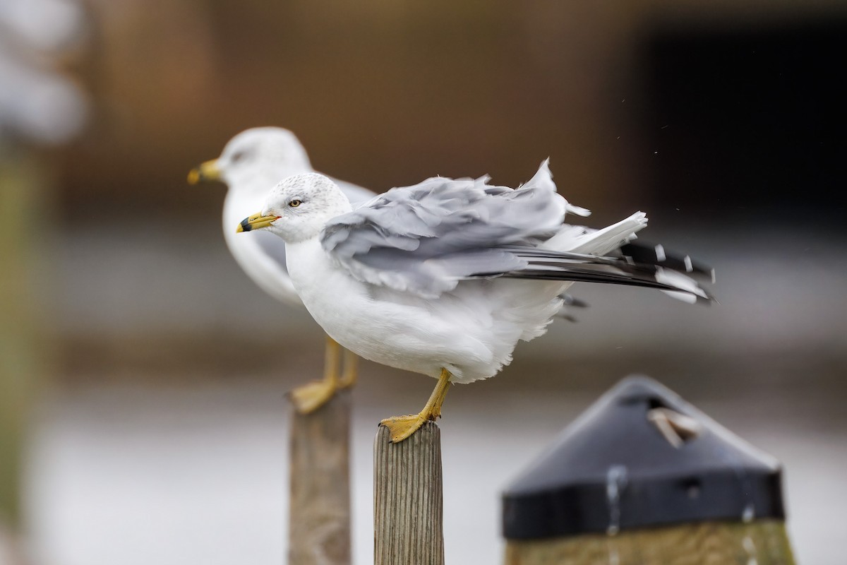 Ring-billed Gull - ML647773054