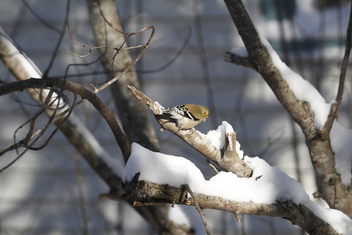 American Goldfinch - ML647773063