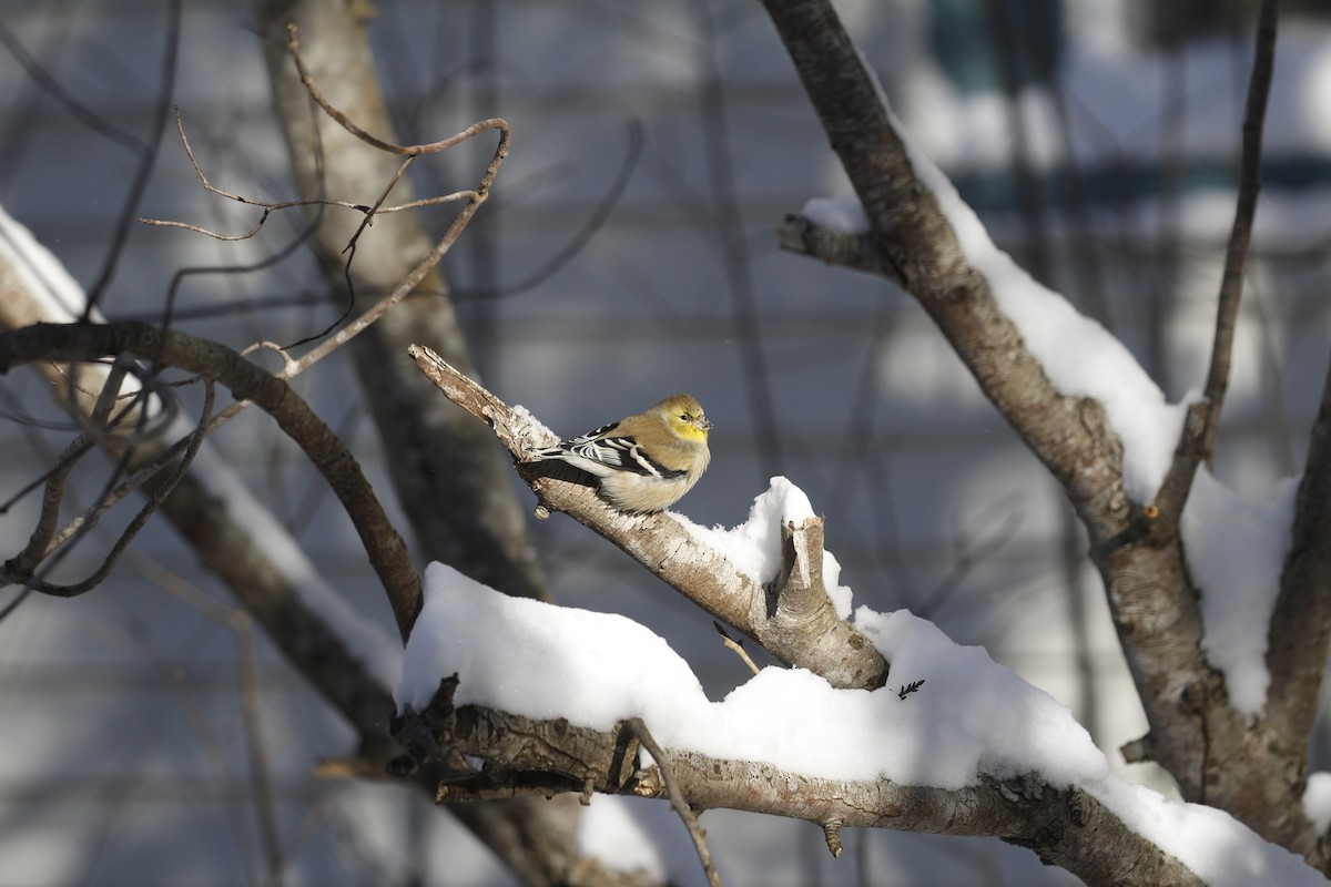 American Goldfinch - ML647773064