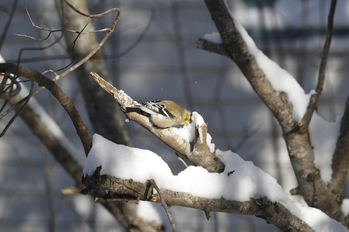 American Goldfinch - ML647773065