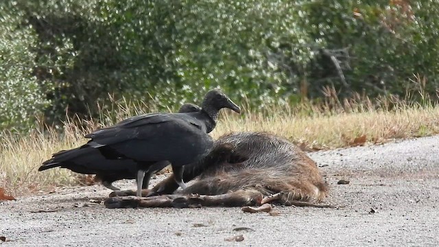 Чёрная катарта - ML647773067