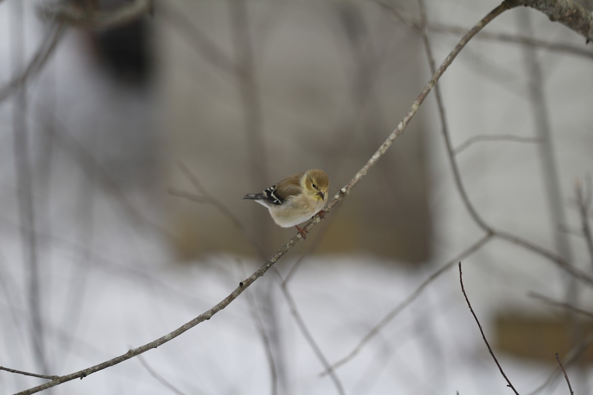American Goldfinch - ML647773089