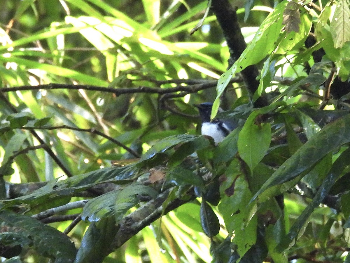 lesňáček modrohřbetý - ML647773193