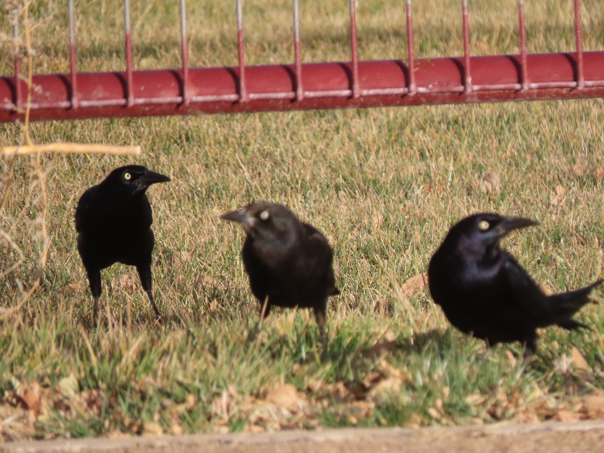 Great-tailed Grackle - ML647773207